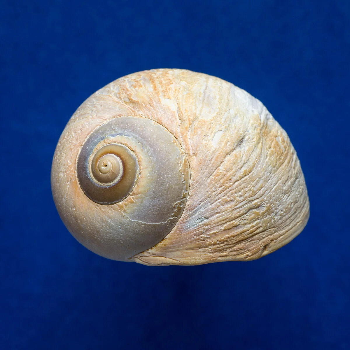 Moon Snail 0053 — Cary Hazlegrove Photography